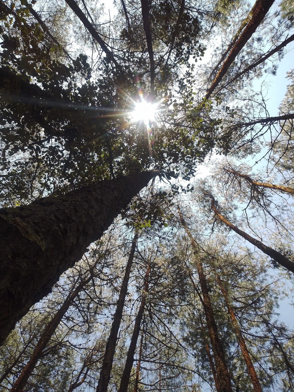AMBIENTAL