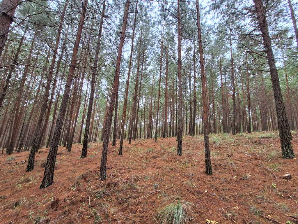 Manejo Forestal Mejorado (IFM)