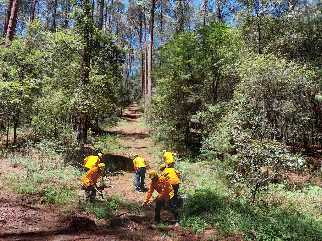 ¿Qué es el Manejo Forestal Mejorado (IFM)?