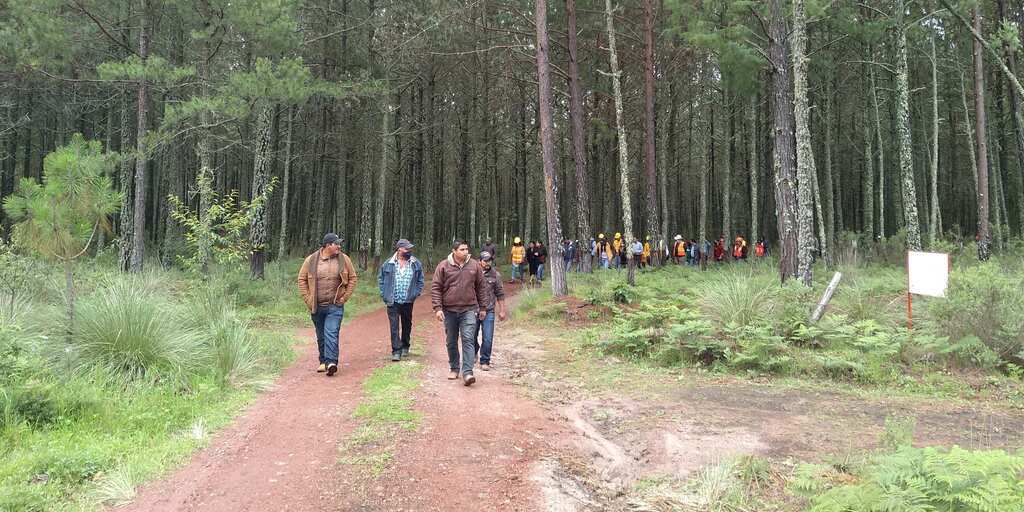 Desarrolladores o Propietarios Forestales