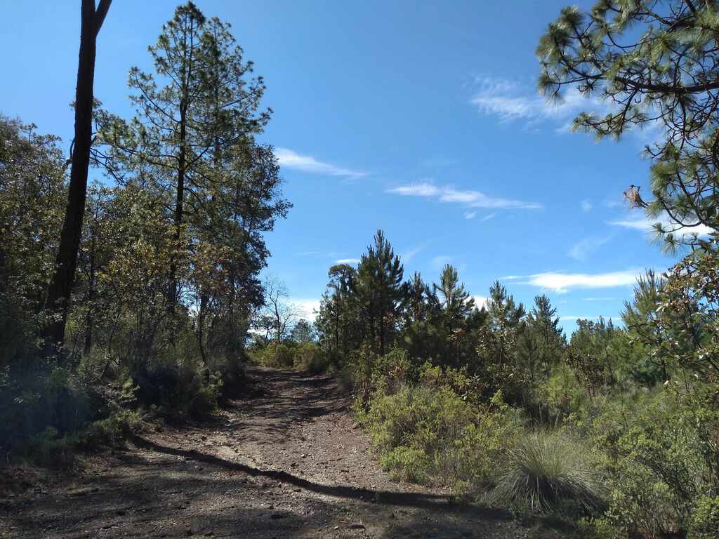 Convierte tu bosque en una fuente de ingresos y sostenibilidad.