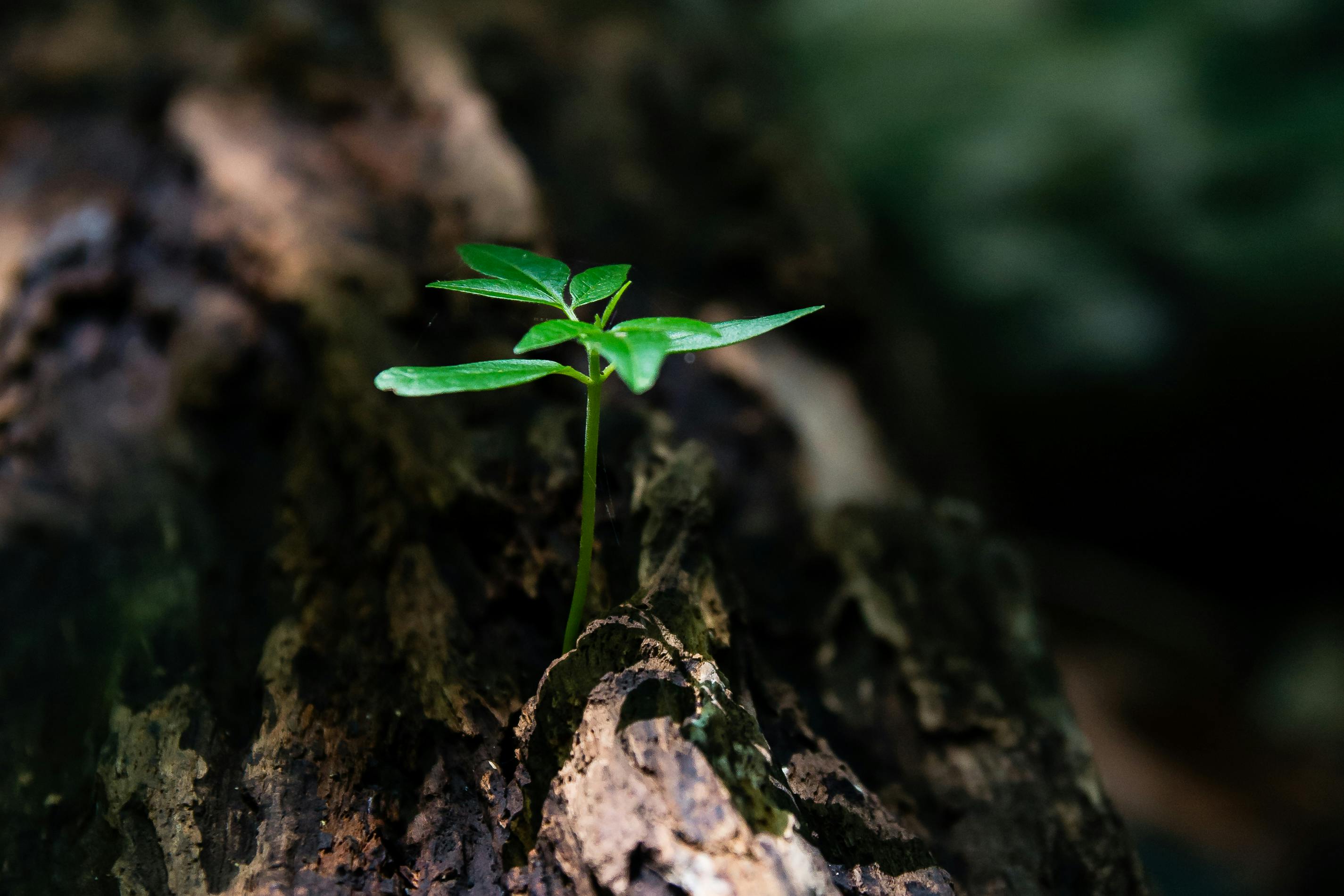 ¿Por Qué Comprar Bonos de Carbono Forestal?