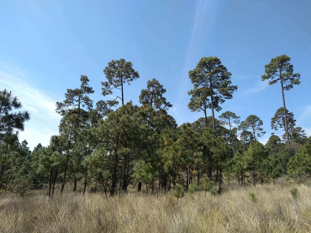 ¿Por Qué Comprar Bonos de Carbono Forestal?